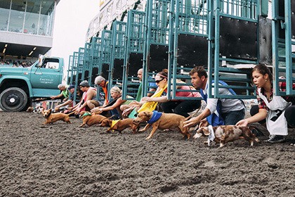 Emerald shops dachshunds