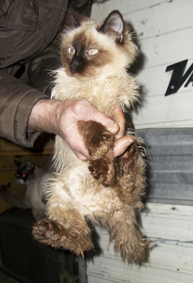 Authorities rescued more than 70 cats from a camper parked next to the Auburn Regional Medical Center. Many were severely dehydrated