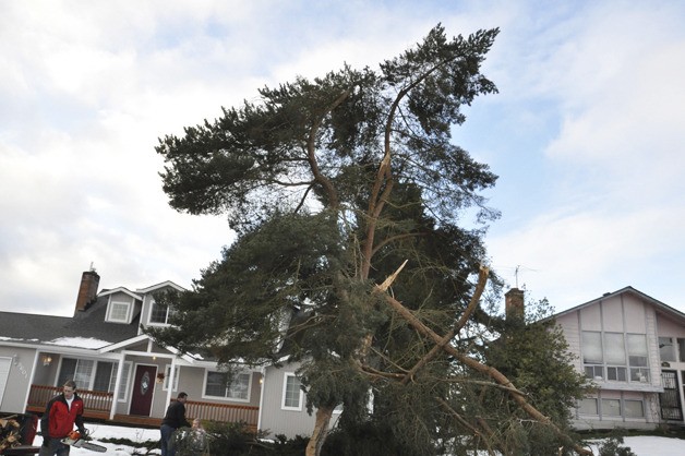 Aftermath: Storm Leaves Auburn With Damage, Debris 