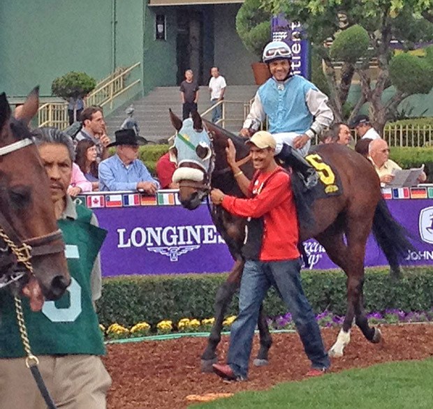 2014 Emerald Downs Horse of the Meeting Stryker Phd and jockey Leslie Mawing in the Santa Anita walking ring before Thursday's $75