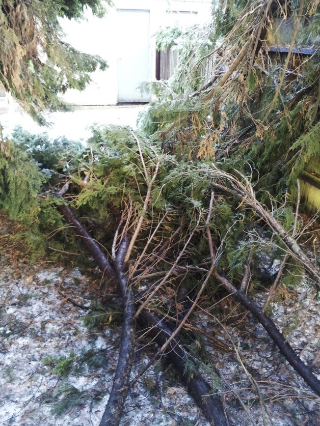 Lindsey Maiorani shares this shot of storm-damaged trees in her area.