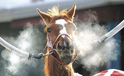 The stables at Emerald Downs officially open Feb. 1