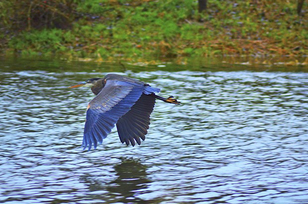 Marc Fernand A. Poblete captured this Great Blue Heron flying over a man-made pond on Sunday at the corner of South 277th Street and L Street Northeast in the Auburn neighborhood of Trail Run.