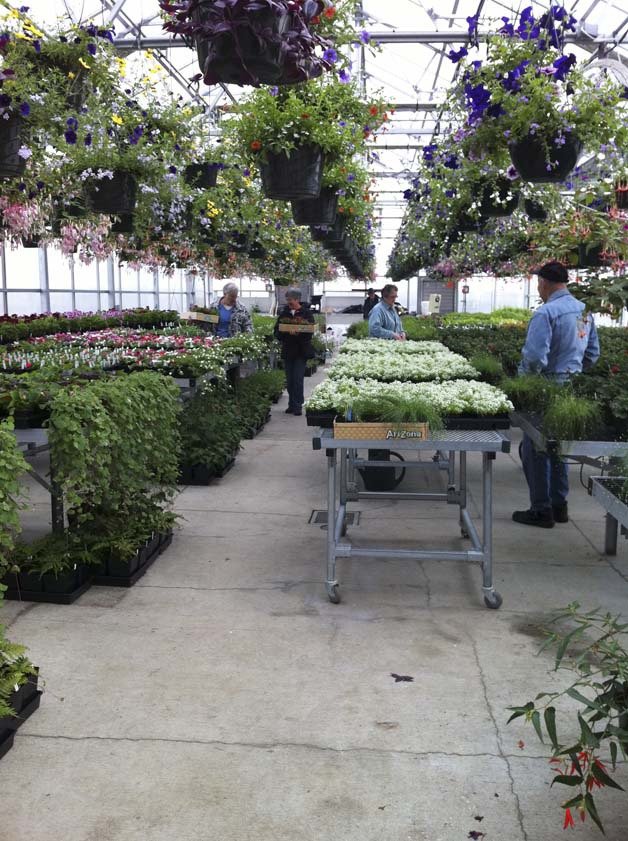 Auburn Mountainview's sale will feature more than 200 different varieties of plants