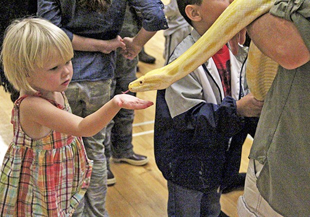 Three-year old Ava McMasters from Maple Valley gets acquainted with Sunny Boy