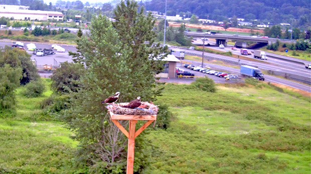 Osprey have retrieved debris left out in farms and other fields to use as nesting material.