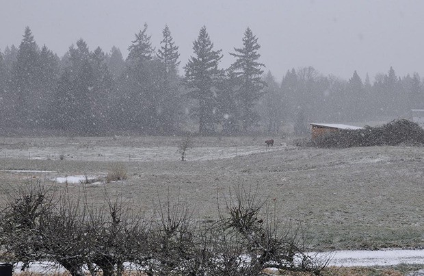 Snow arrived to frost Auburn and most of the South Sound on Sunday.