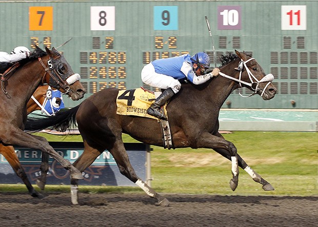 Ron and Rosalie Warren's 5-year-old gelding