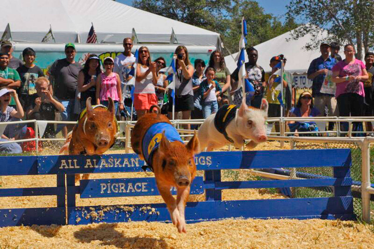 Animal-related entertainment at Petpalooza this year includes the All-Alaskan Racing Pigs for five shows. COURTESY PHOTO