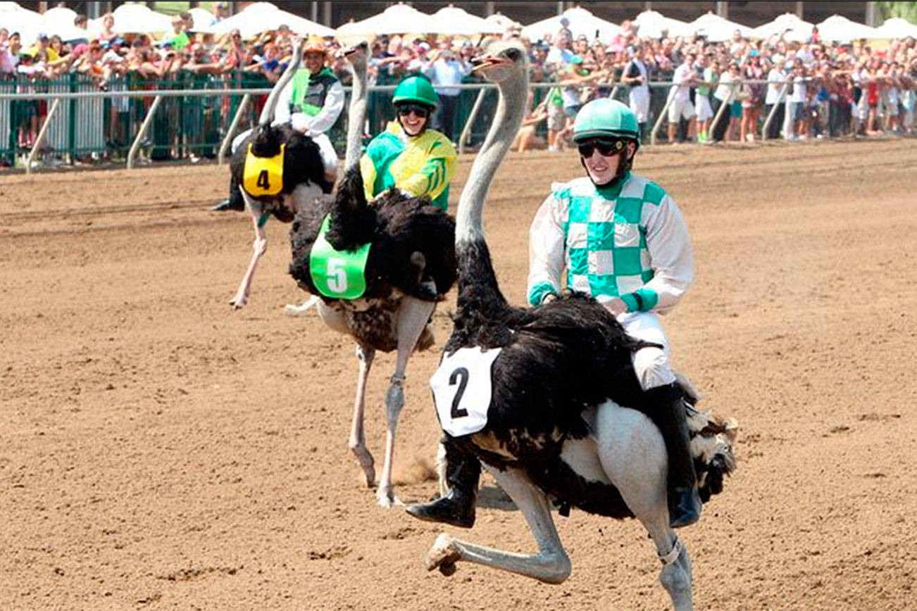 Ostriches Racing