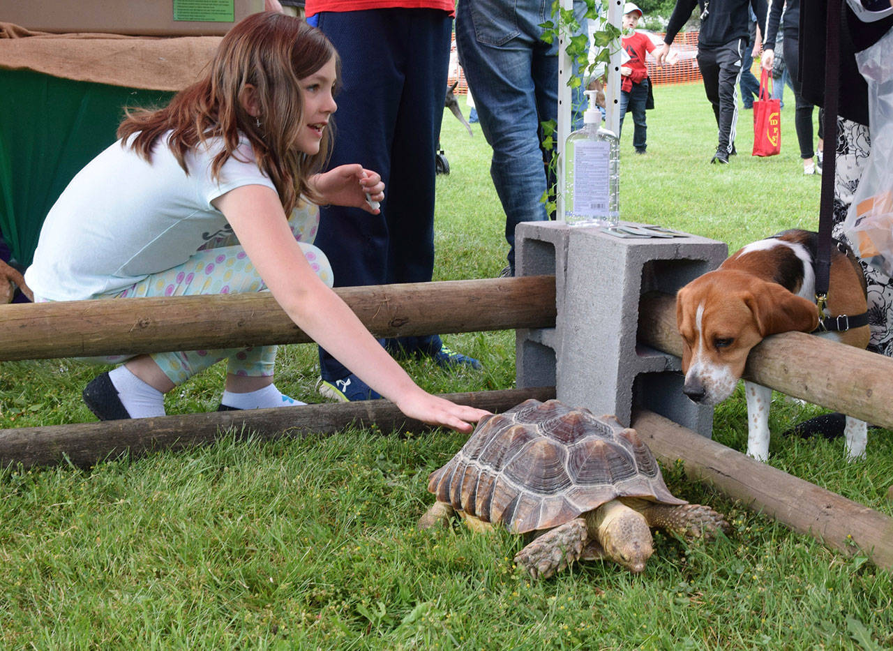 Aliyah Cottor and her curious dog Buster look at a tortoise during Petpalooza. RACHEL CIAMPI, Auburn Reporter