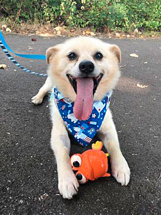 Biolo is one of many great senior dogs available for adoption at the Auburn Valley Humane Society. COURTESY PHOTO