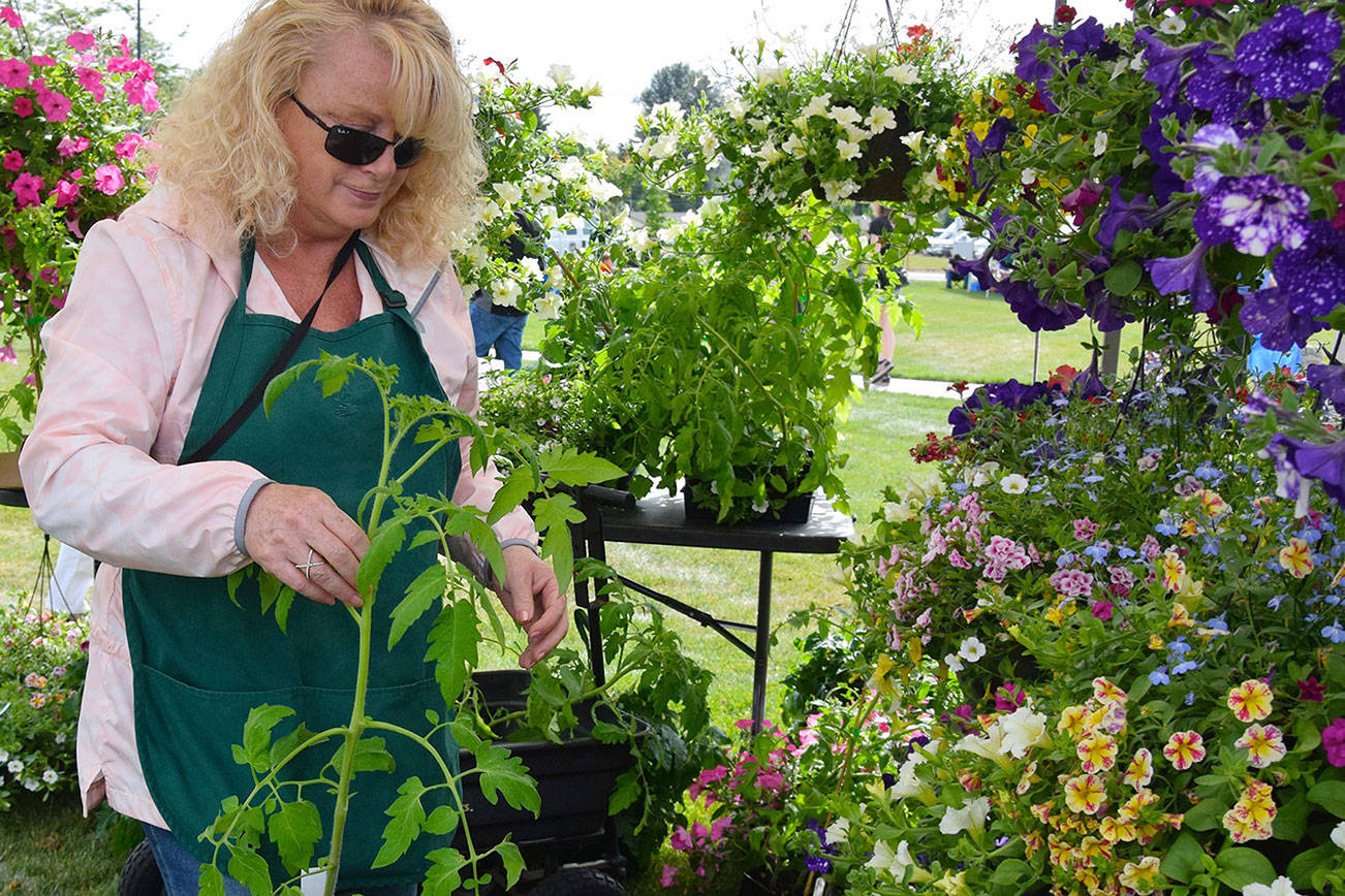 Denise Oster from Flaming Geyser Gardens arranges her flowers for sale at the Auburn International Farmers Market. RACHEL CIAMPI, Auburn Reporter