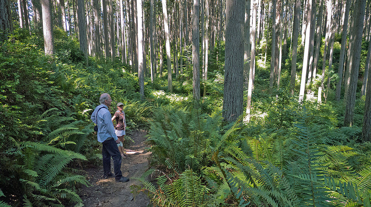 Walkers rest amid the trees at Island Center Forest on Vashon Island, which is part of King County. Many trees around Western Washington are struggling, including Western hemlock on Vashon, likely from drought stress. Photo by Susie Fitzhugh