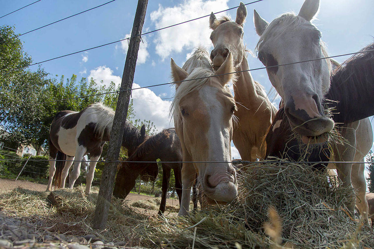 Sharon Hunter, operator of the Redmond-based Hunters Wind Wild Horse Rescue, is accused of animal cruelty after purchasing horses, in an attempt to save them from slaughter. Some of those horses ended up in Enumclaw. Ashley Hiruko/staff photo.