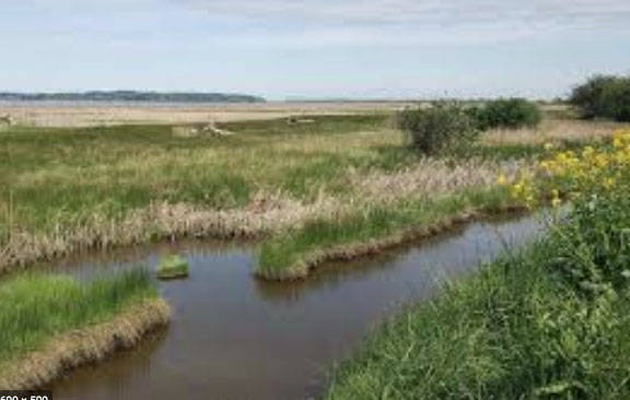 An estuary of Puget Sound. Photo courtesy Washington Department of Ecology.