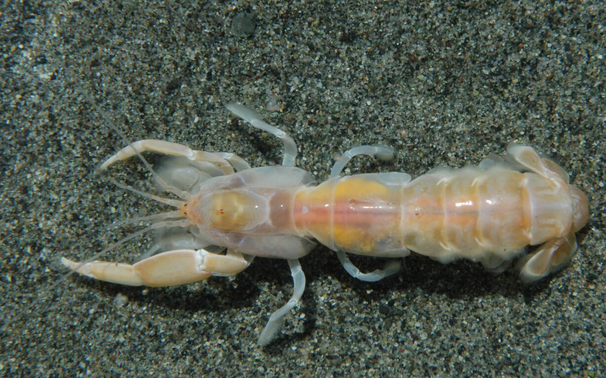 Meet the ghost shrimp, a spooky little critter in Puget Sound