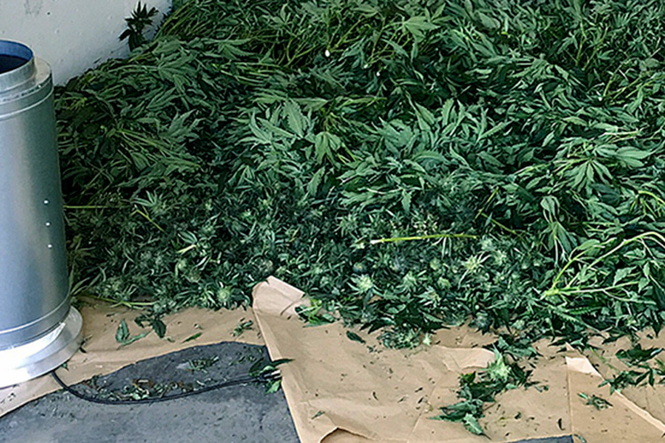 File photo showing a marijuana bust in King County. (File photo)