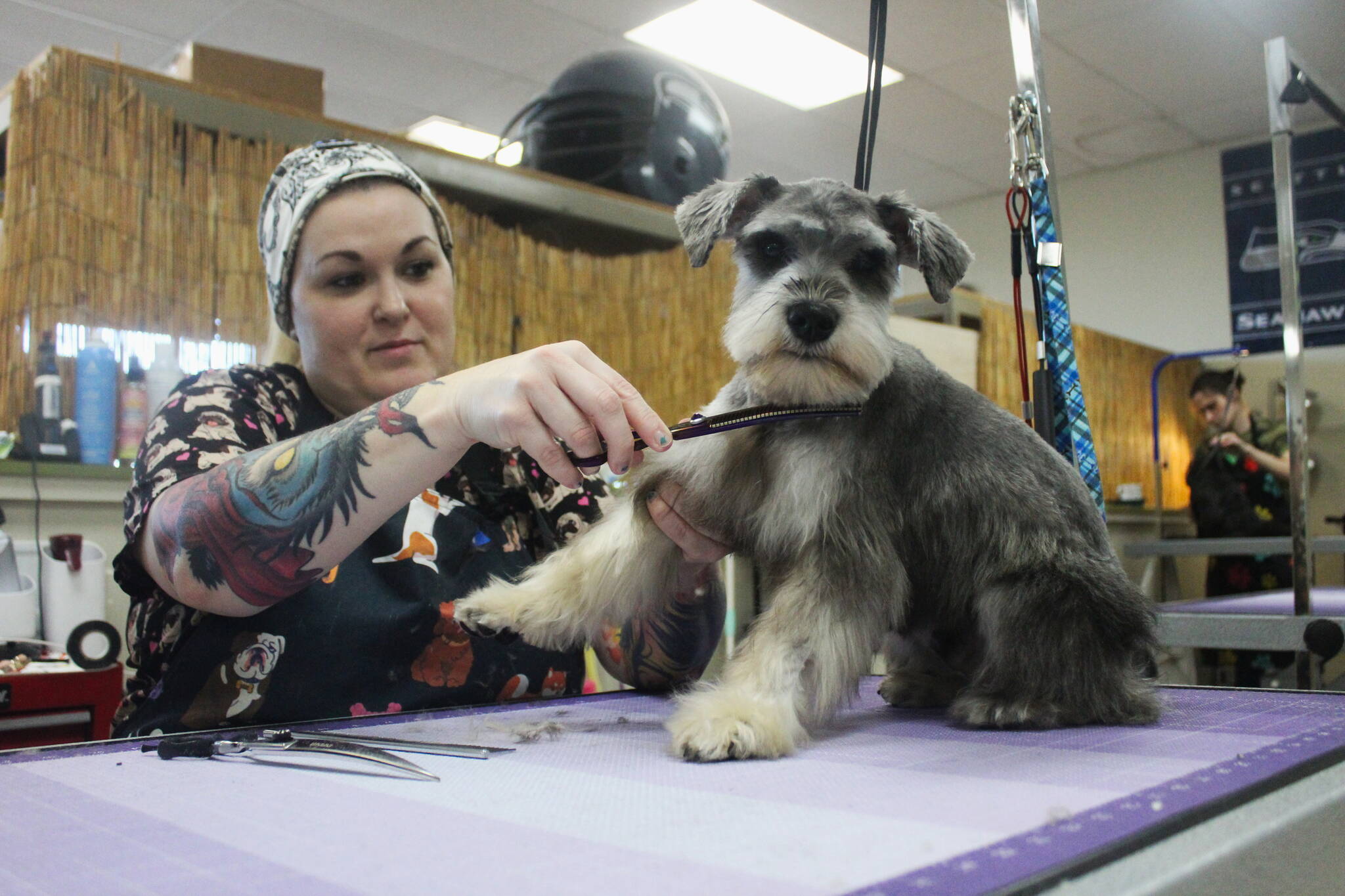 Pistol gets a trim by one of Tiki Tails’ expert dog groomers. Photo by Bailey Jo Josie/Sound Publishing.