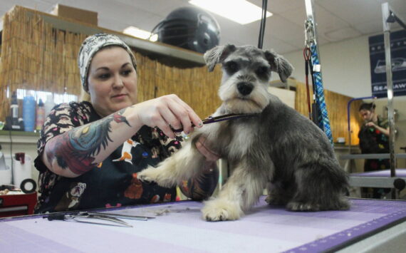 Pistol gets a trim by one of Tiki Tails’ expert dog groomers. Photo by Bailey Jo Josie/Sound Publishing.