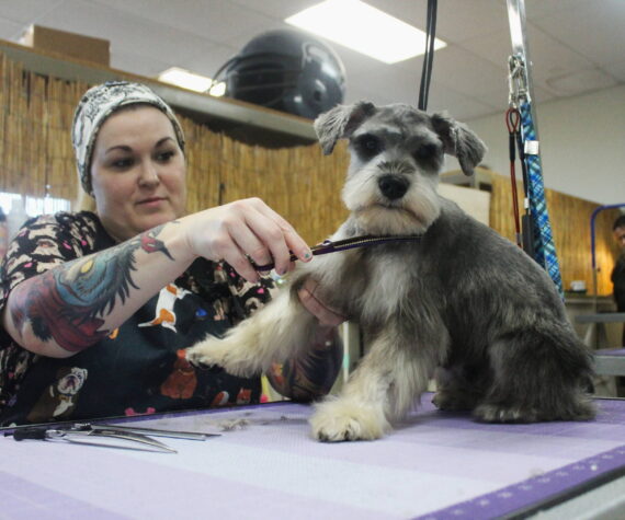 Pistol gets a trim by one of Tiki Tails’ expert dog groomers. Photo by Bailey Jo Josie/Sound Publishing.