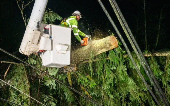 A Puget Sound Energy crew member removes a tree from the wires after the Nov. 19-20 windstorm that struck Western Washington. COURTESY PHOTO, PSE