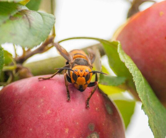 A northern giant hornet seen on an apple. (Photo courtesy of Washington State Department of Agriculture)