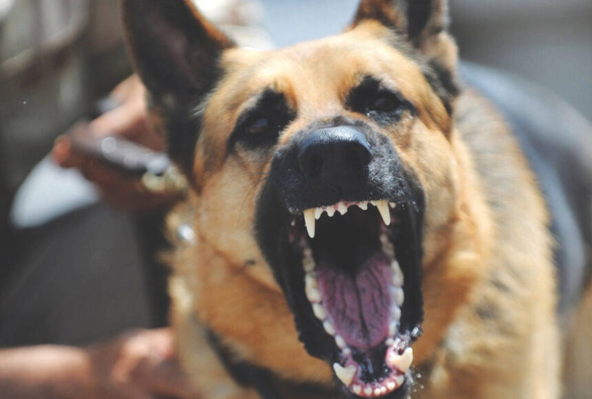 <p>For a dog to be declared dangerous, or potentially dangerous in Auburn, it must have attacked, bitten, endangered, or injured a person or a domestic animal, without provocation. File photo</p>